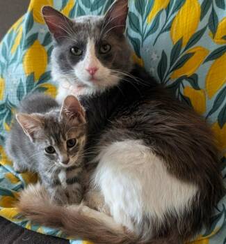 Dwayne -  Domestic Medium Hair Cat for Adoption in Grovetown, Georgia - Dwayne | PetCurious