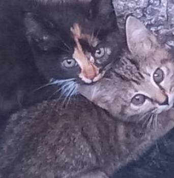 Rescue Domestic Short Hair Cats for Adoption in Garrett Park, Maryland - Lexie & Lacy | PetCurious