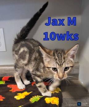 Domestic Short Hair Cats Available for Adoption in Liberty, Missouri - Jax | PetCurious