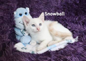 Snowball -  Siamese Cat Available for Adoption in St. Augustine, Florida - Snowball | PetCurious