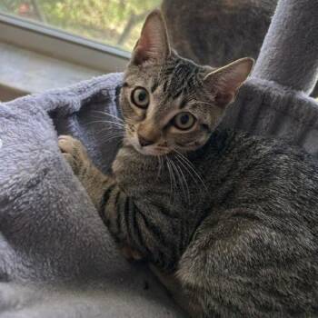 Leia -  Domestic Short Hair Cat for Adoption in Jupiter, Florida - Leia | PetCurious