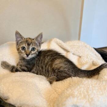 Joan Jet -  Torbie and Domestic Short Hair Cat for Adoption in Friendswood, Texas - Joan Jet | PetCurious
