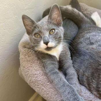 Manta Ray -  Domestic Short Hair Cat for Adoption in Clayton, California - Manta Ray | PetCurious