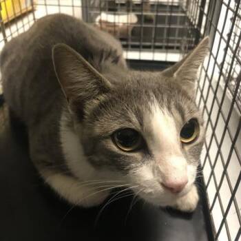 A433061 -  Domestic Short Hair Cat for Adoption in Conroe, Texas - A433061 | PetCurious