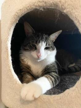 Rescue Domestic Short Hair Cats for Adoption in Shakespeare, Ontario - Hopper | PetCurious