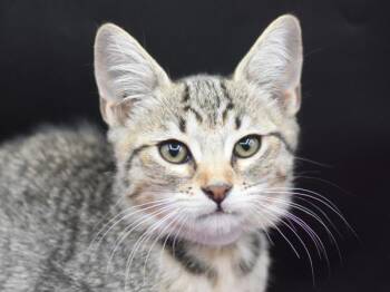Murka -  Domestic Short Hair Cat for Adoption in Portland, Oregon - Murka | PetCurious