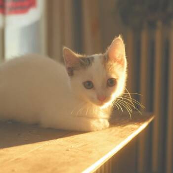 Perry C69538 -  Domestic Short Hair Cat for Adoption in Minnetonka, Minnesota - Perry C69538 | PetCurious