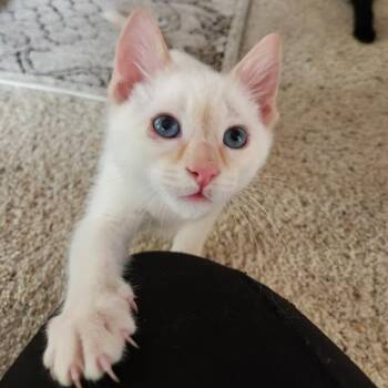 Domestic Short Hair Cats Available for Adoption in Talent, Oregon - Snowdrop | PetCurious