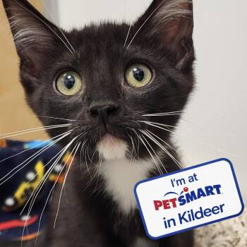 Grateful Dead -  Domestic Short Hair Cat for Adoption in Grayslake, Illinois - Grateful Dead | PetCurious