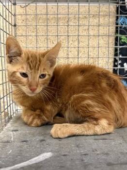 HAM -  Domestic Short Hair Cat for Adoption in Riverside, California - HAM | PetCurious