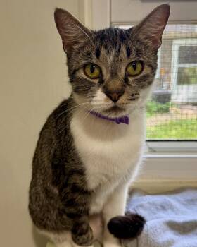 Thea -  Domestic Short Hair Cat for Adoption in Ashland, Ohio - Thea | PetCurious