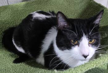 Rescue Domestic Short Hair Cats for Adoption in Murphysboro, Illinois - Levi | PetCurious