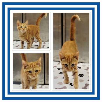 BUMBLE -  Domestic Short Hair Cat for Adoption in Buckhannon, West Virginia - BUMBLE | PetCurious