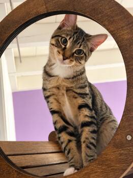 Chase -  Domestic Short Hair Cat for Adoption in Union City, California - Chase | PetCurious