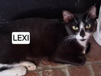 Lexi -  Domestic Short Hair Cat for Adoption in Springfield, Georgia - Lexi | PetCurious