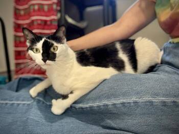 Clarabelle -  Domestic Short Hair Cat for Adoption in Portland, Oregon - Clarabelle | PetCurious
