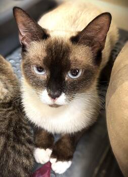 Sashimi -  Snowshoe and Siamese Cat Available for Adoption in Fort Myers, Florida - Sashimi | PetCurious