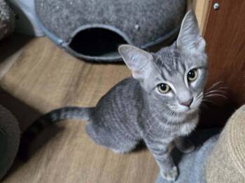 Copter -  Domestic Short Hair Cat for Adoption in Greensburg, Pennsylvania - Copter | PetCurious