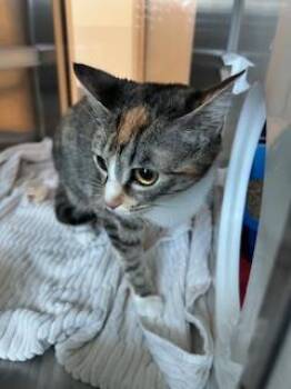Rescue Domestic Short Hair Cats for Adoption in Pearland, Texas - JOLENE | PetCurious