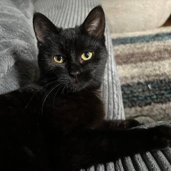 Domestic Short Hair Cats Available for Adoption - Pax | PetCurious