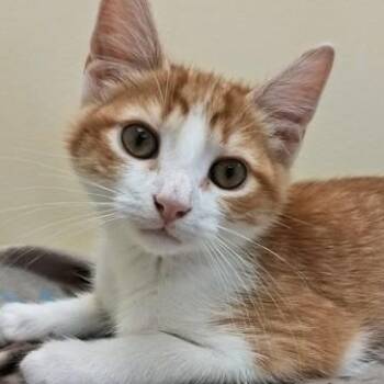 Claude -  Domestic Short Hair Cat for Adoption in Belmont, New York - Claude | PetCurious