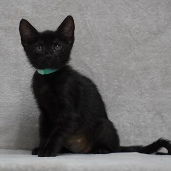 Morgan (teal) -  Domestic Short Hair Cat for Adoption in Sunnyvale, California - Morgan (teal) | PetCurious