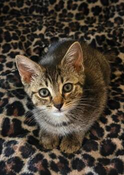 Tara -  Domestic Short Hair Cat for Adoption in Columbia, Tennessee - Tara | PetCurious