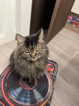 Maine Coon Cats Available for Adoption in Springfield, Massachusetts - Lester And Suki | PetCurious