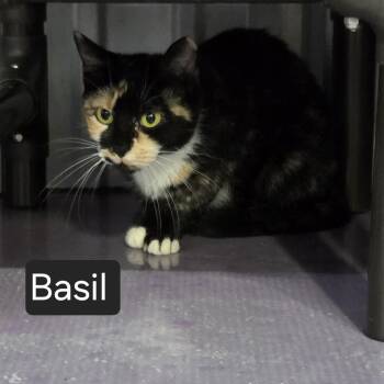 Basil -  Domestic Short Hair Cat for Adoption in Snow Hill, North Carolina - Basil | PetCurious