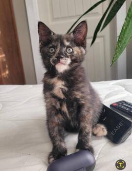 Willow