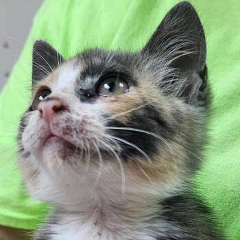 Destini -  Domestic Short Hair Cat for Adoption in Tyler, Texas - Destini | PetCurious