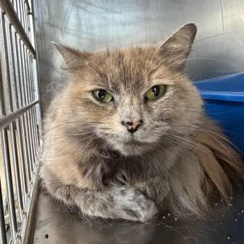 Domestic Medium Hair Cats Available for Adoption in Cumming, Georgia - Chori | PetCurious