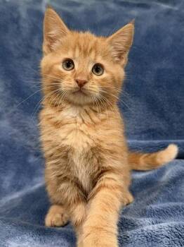 Gouda 26 -  Domestic Short Hair Cat for Adoption in Nashville, Tennessee - Gouda 26 | PetCurious