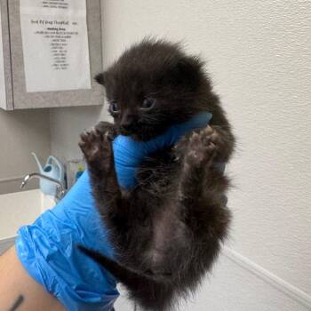 Hamburger -  Domestic Medium Hair Cat for Adoption in Columbiana, Alabama - Hamburger | PetCurious