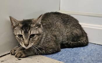 Domestic Short Hair Cats Available for Adoption in Claremont, New Hampshire - Bushing | PetCurious