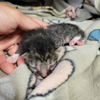 Domestic Short Hair Cats Available for Adoption in Lake Panasoffkee, Florida - Kitten1_2_3_4_5 | PetCurious