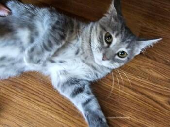 Carole Washington TNR -  Domestic Short Hair Cat for Adoption in West Peoria, Illinois - Carole Washington TNR | PetCurious
