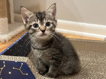 Rescue Domestic Short Hair and Tabby Cats for Adoption in Poplar Grove, Illinois - Sunny Daffodil | PetCurious