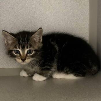 -Zinnia -  Tabby and Domestic Short Hair Cat for Adoption in Red Bluff, California - -Zinnia | PetCurious