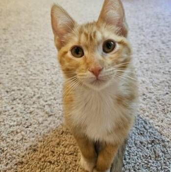 Keats -  Domestic Short Hair Cat for Adoption in Rochester, Minnesota - Keats | PetCurious