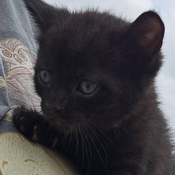 Poe -  Domestic Short Hair Cat for Adoption in Canton, Illinois - Poe | PetCurious