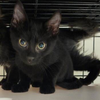 Pipsqueak -  Domestic Short Hair Cat for Adoption in Columbus, North Carolina - Pipsqueak | PetCurious