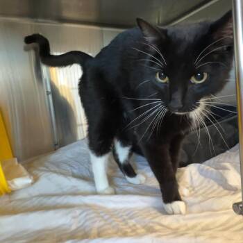 Joey -  American Shorthair Cat for Adoption in Manhattan, Kansas - Joey | PetCurious
