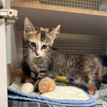 Moana -  Domestic Short Hair Cat for Adoption in Honolulu, Hawaii - Moana | PetCurious