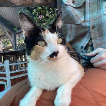 Rescue Domestic Short Hair Cats for Adoption in San Pablo, California - Lady Bug Aka Lady Di | PetCurious