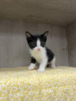 Matcha -  Domestic Short Hair Cat Available for Adoption in Lafayette, Louisiana - Matcha | PetCurious