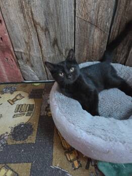Moon -  Domestic Short Hair Cat for Adoption in Terrebonne, Quebec - Moon | PetCurious