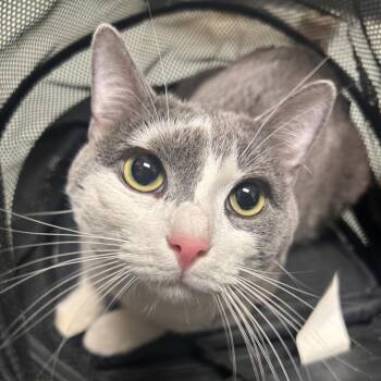 Domestic Short Hair Cats Available for Adoption - Milo Peeley | PetCurious