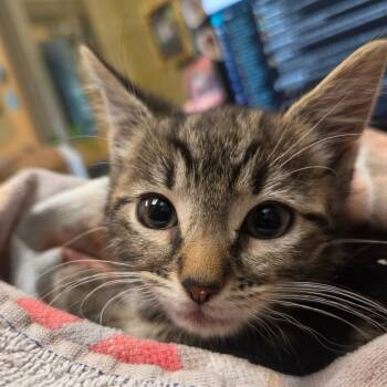 Kerfuffle -  Domestic Short Hair Cat for Adoption in Asheville, North Carolina - Kerfuffle | PetCurious