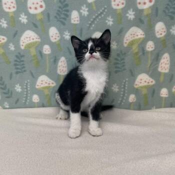 Nita -  Domestic Short Hair Cat for Adoption in Benld, Illinois - Nita | PetCurious